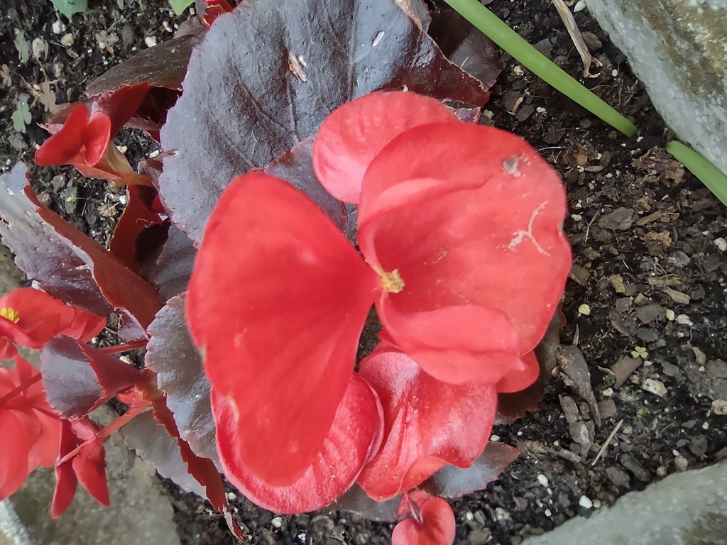 No s'ha trobat l'arxiu